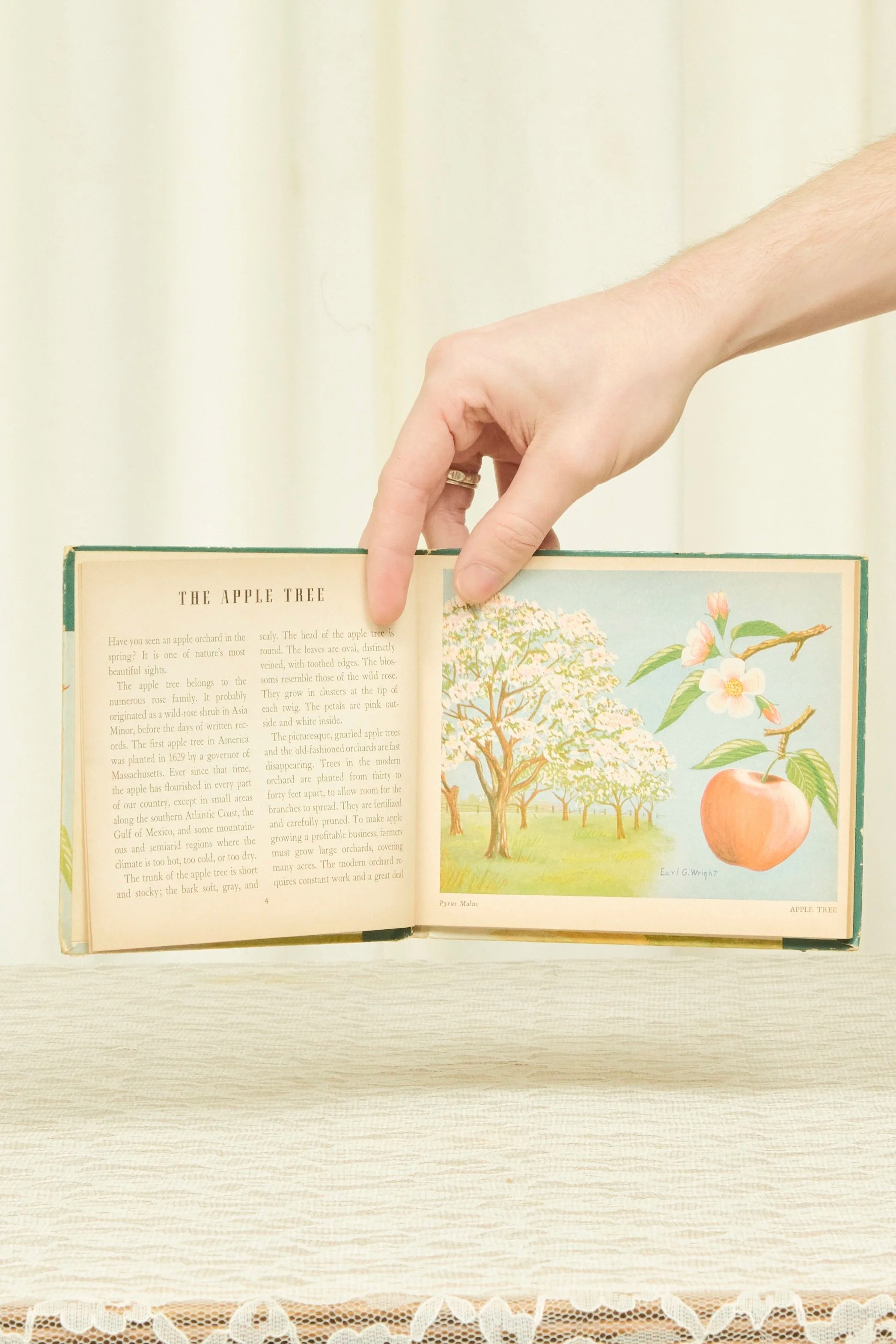 Vintage "Book of Trees" (1942)