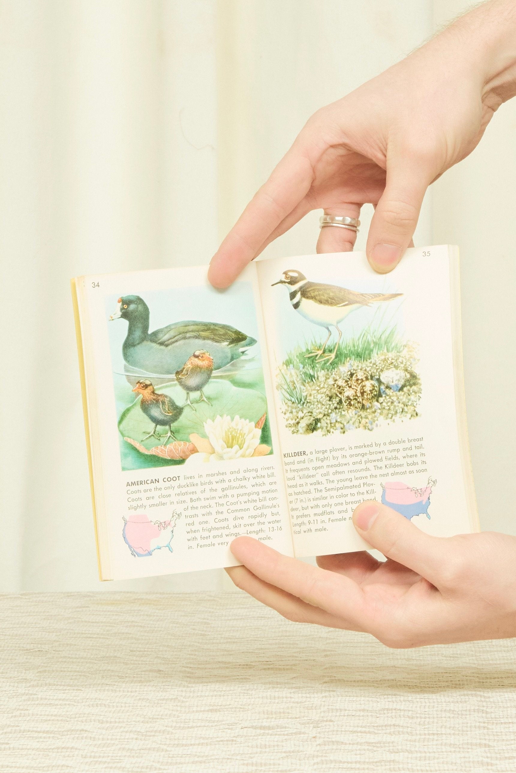 Vintage "Birds" Book (1956)